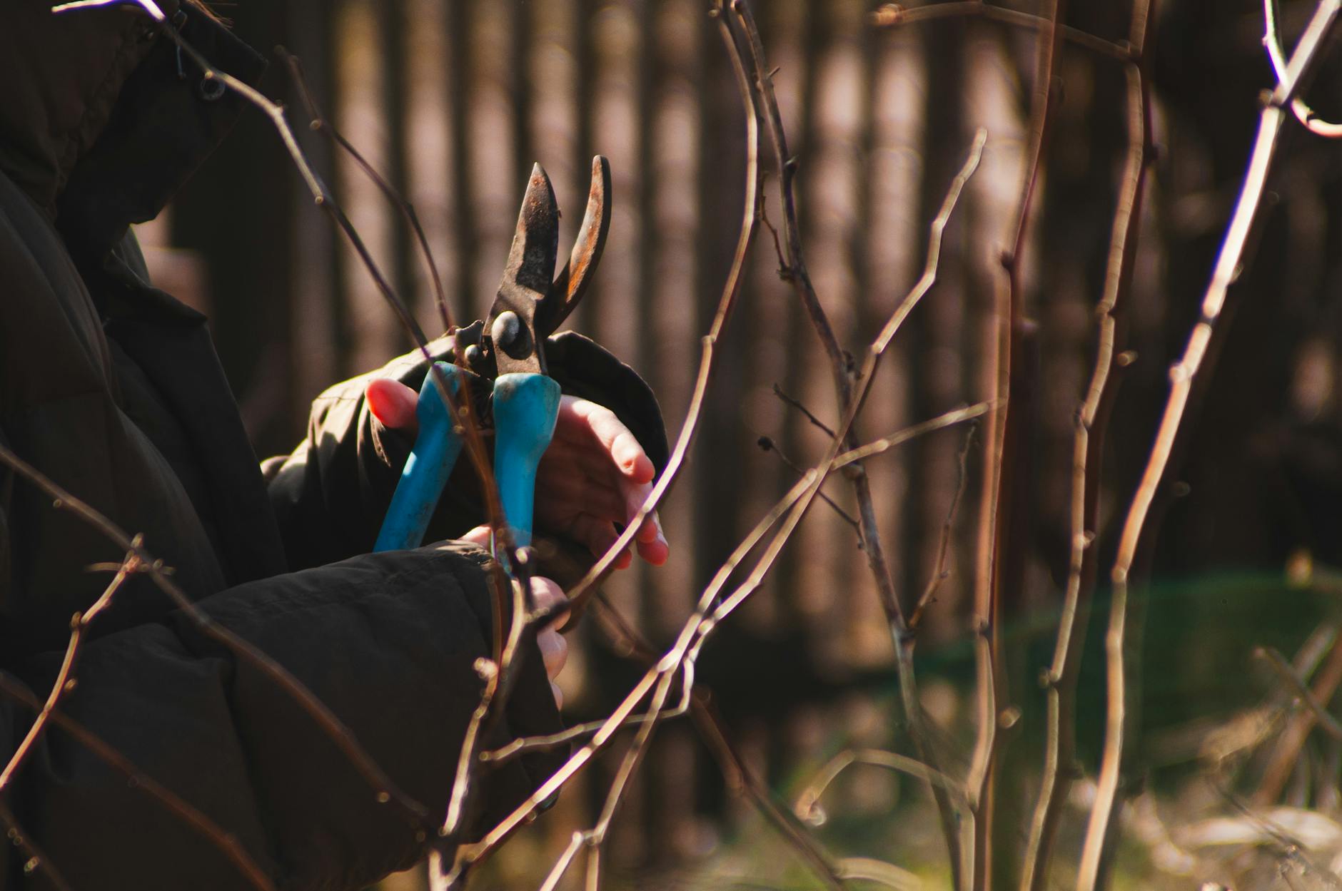 Budama atığı toplama